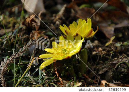 Yellow Boots in Ome Cloud Kurihira Village Yellow Boots in Ome Cloud Kurihira Village 85639399