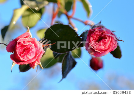 Frost rose Frost rose 85639428