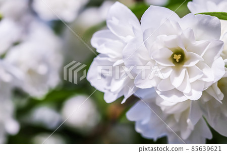 White terry jasmine flowers in the garden. Macro floral background 85639621