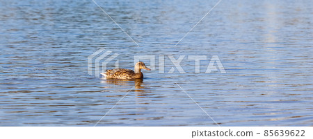 Drake, Mallard duck (Anas platyrhynchos) swimming on a lake 85639622