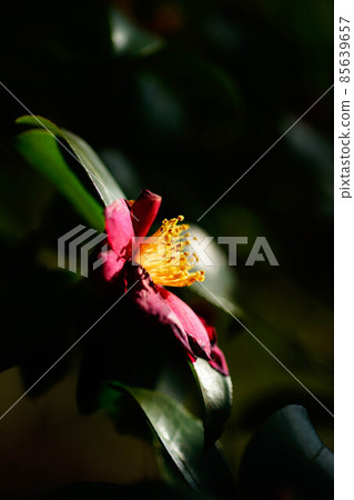 Sasanqua Camellia Sasanqua Camellia 85639657
