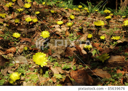 Yellow Boots in Ome Cloud Kurihira Village Yellow Boots in Ome Cloud Kurihira Village 85639676