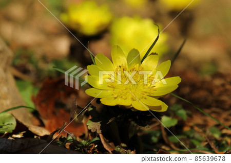 Yellow Boots in Ome Cloud Kurihira Village Yellow Boots in Ome Cloud Kurihira Village 85639678