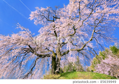 Asa no Sato, Sakura Ishizuka Asa no Sato, Sakura Ishizuka 85639949