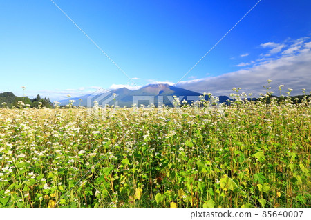 淺間山和蕎麥田 85640007