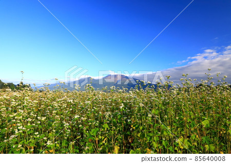 Mt. Asama and buckwheat field Mt. Asama and buckwheat field 85640008