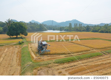 Aerial top view of tractor rice car working on dry or ripe rice paddy, crop field, harvesting agriculture manufacturer cultivation production. Nature environment landscape. Industry in farm 85640073