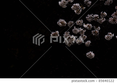 Fantastic cherry blossoms on a black background Fantastic cherry blossoms on a black background 85640122