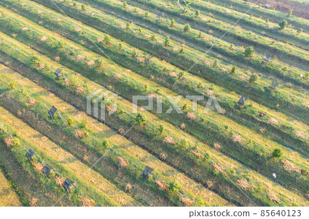 Aerial top view of lush green trees from above in tropical forest in national park in summer season. Natural landscape. Pattern texture background. Aerial top view of lush green trees from above in tropical forest in national park in summer season. Natural landscape. Pattern texture background. 85640123