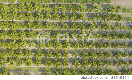 Aerial top view of lush green trees from above in tropical forest in national park in summer season. Natural landscape. Pattern texture background. Aerial top view of lush green trees from above in tropical forest in national park in summer season. Natural landscape. Pattern texture background. 85640124