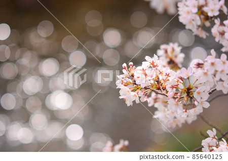 以河流為背景的櫻花 以河流為背景的櫻花 85640125