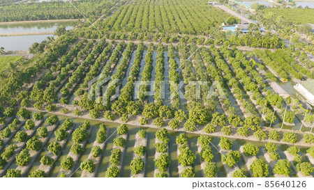 Aerial top view of lush green trees from above in tropical forest in national park in summer season. Natural landscape. Pattern texture background. Aerial top view of lush green trees from above in tropical forest in national park in summer season. Natural landscape. Pattern texture background. 85640126
