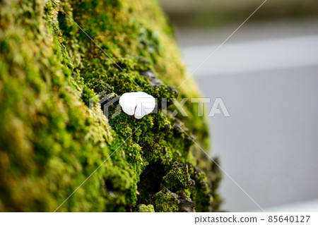 Cherry blossom petals clinging to moss Cherry blossom petals clinging to moss 85640127