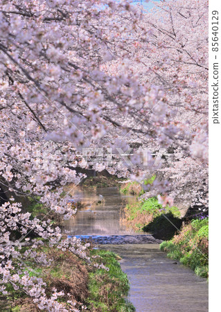 River and row of cherry blossoms River and row of cherry blossoms 85640129