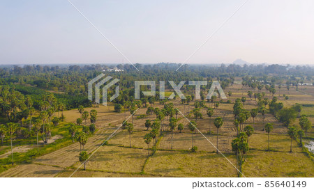 Aerial top view of Dong Tan trees in green rice field in national park at sunset in Sam Khok district in rural area, Pathum Thani, Thailand. Nature landscape tourist attraction in travel trip concept. Aerial top view of Dong Tan trees in green rice field in national park at sunset in Sam Khok district in rural area, Pathum Thani, Thailand. Nature landscape tourist attraction in travel trip concept. 85640149