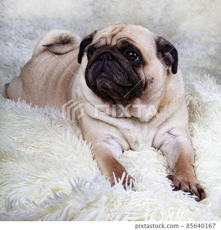 Dog lies on a white fluffy blanket. 85640167
