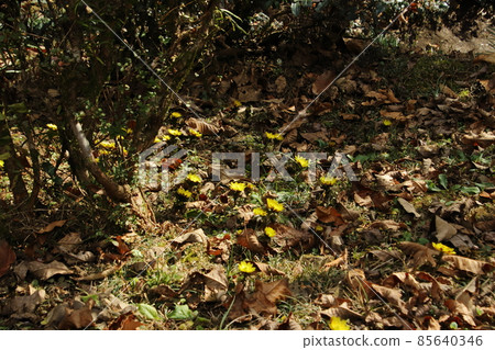 Yellow Boots in Ome Undaira Village Yellow Boots in Ome Undaira Village 85640346