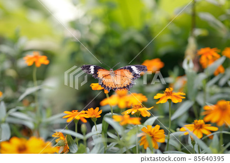 Butterfly fly to sky from orange flower garden Butterfly fly to sky from orange flower garden 85640395