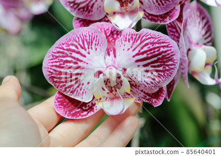 Beautiful purple orchid flower 85640401