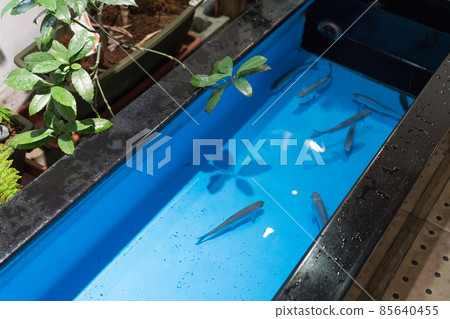 Aquamarine Inawashiro Kawasemi Aquarium River kid pond Aquamarine Inawashiro Kawasemi Aquarium River kid pond 85640455