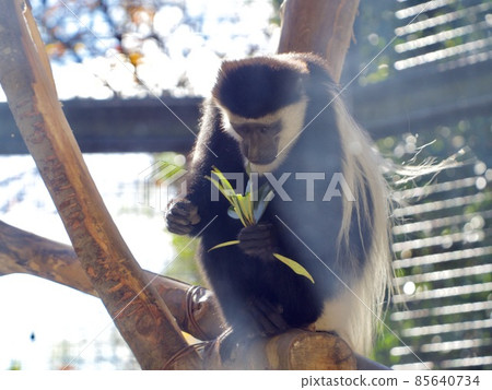 阿比西尼亞疣猴 阿比西尼亞疣猴 85640734