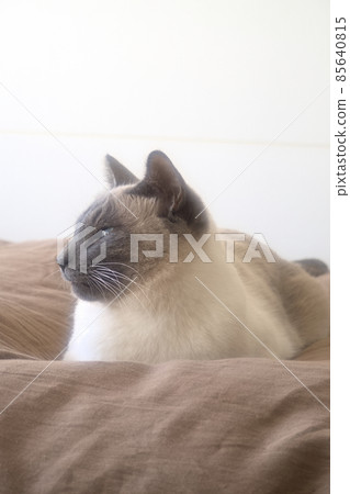 暹羅貓在床上放鬆 暹羅貓在床上放鬆 85640815