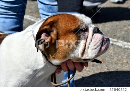 English bulldog (bull dog) on a walk 85640832