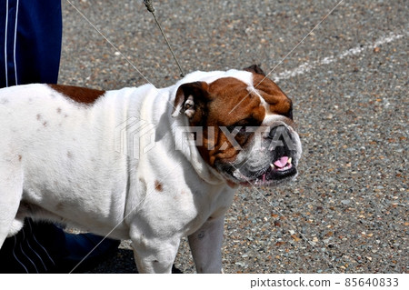 English bulldog (bull dog) on a walk 85640833