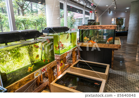 海藍寶石豬苗代川見水族館 海藍寶石豬苗代川見水族館 85640848