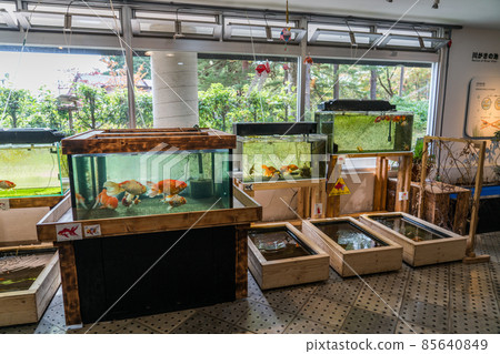 海藍寶石豬苗代川見水族館 海藍寶石豬苗代川見水族館 85640849