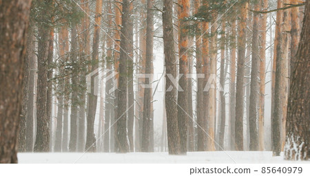 4K Beautiful Snowy Forest In Winter Frosty Day With Snow Cover. Snowing In Winter Frost Woods Pine Trunks. Snowy Weather. Winter Snowy Coniferous Forest. Blizzard in Windy Day 4K Beautiful Snowy Forest In Winter Frosty Day With Snow Cover. Snowing In Winter Frost Woods Pine Trunks. Snowy Weather. Winter Snowy Coniferous Forest. Blizzard in Windy Day 85640979
