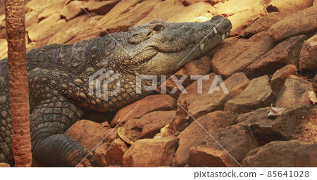 Goa, India. Mugger Crocodile Or Crocodylus Palustris Resting In Shadow During Hot Day. Marsh Crocodile, Broad-snouted Crocodile, Is A Crocodilian Native To Freshwater Habitats From Southern Iran To 85641028