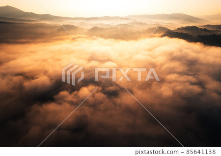 golden morning fog in the forest 85641138