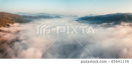 golden morning fog in the forest golden morning fog in the forest 85641139
