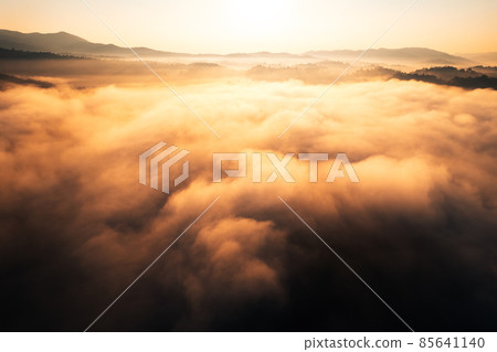 golden morning fog in the forest golden morning fog in the forest 85641140