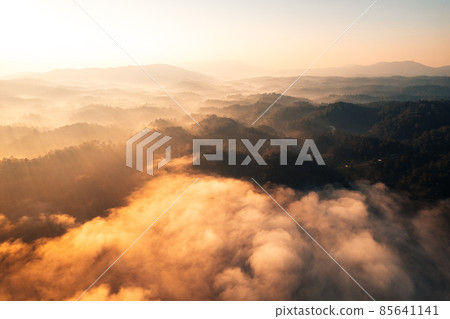 golden morning fog in the forest golden morning fog in the forest 85641141