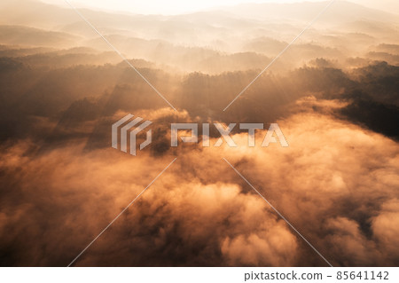 golden morning fog in the forest golden morning fog in the forest 85641142