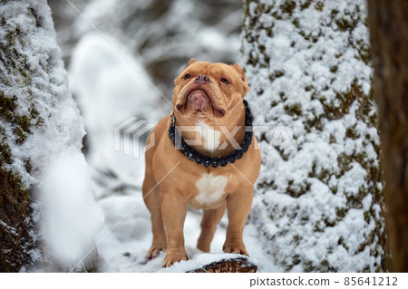 American bully dog playing in the snowy forest, selective focus American bully dog playing in the snowy forest, selective focus 85641212