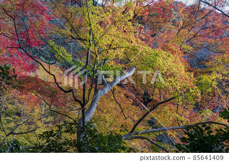 Autumn leaves in Minoo National Park 85641409