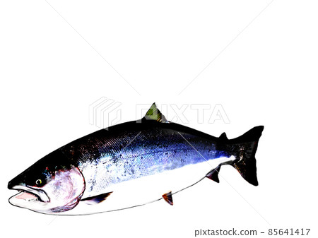 具有透明背景的 Sakuramasu 85641417