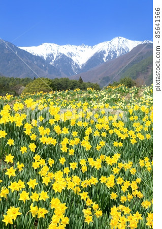 迪斯科和中阿爾卑斯山 85641566