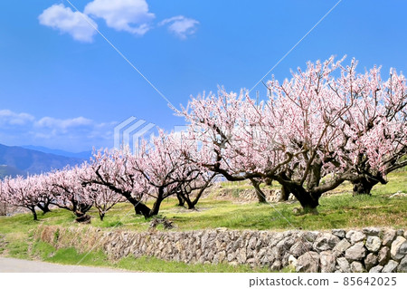 Matsushiro / Kyou no Sato Matsushiro / Kyou no Sato 85642025