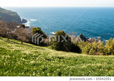 Echizen Narcissus flowers blooming on the slopes of the cold wind of the Echizen coast Echizen Narcissus flowers blooming on the slopes of the cold wind of the Echizen coast 85642091