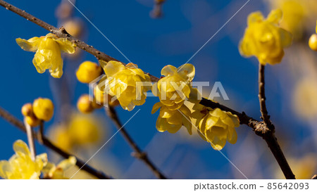 "Roume" flowers with a pleasant scent "Roume" flowers with a pleasant scent 85642093