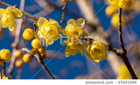 "Roume" flowers with a pleasant scent "Roume" flowers with a pleasant scent 85642094