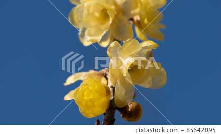 "Roume" flowers with a pleasant scent "Roume" flowers with a pleasant scent 85642095