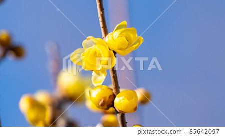 "Roume" flowers with a pleasant scent "Roume" flowers with a pleasant scent 85642097