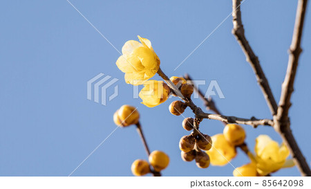 "Roume" flowers with a pleasant scent "Roume" flowers with a pleasant scent 85642098
