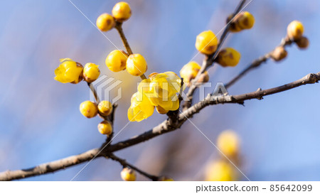 "Roume" flowers with a pleasant scent "Roume" flowers with a pleasant scent 85642099
