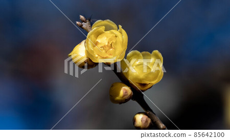 "Roume" flowers with a pleasant scent "Roume" flowers with a pleasant scent 85642100